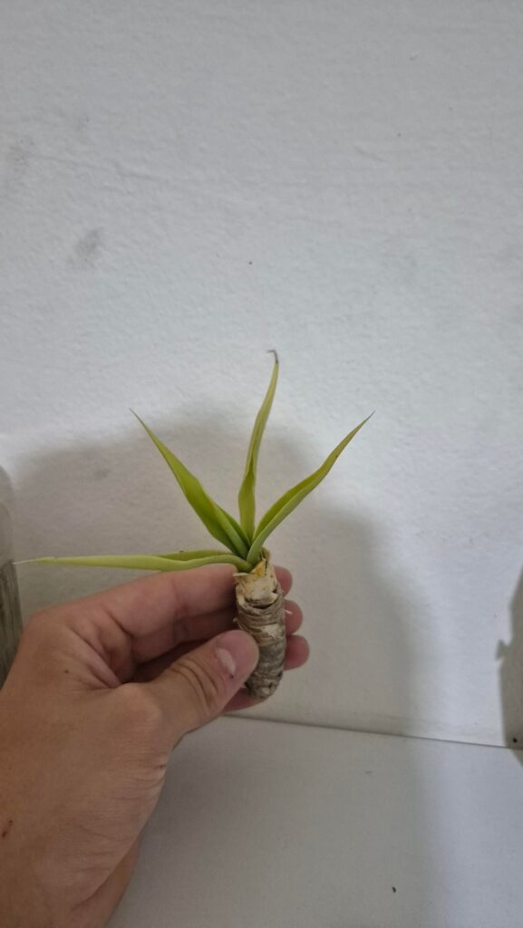 Survival chances of this baby yucca (I guess)