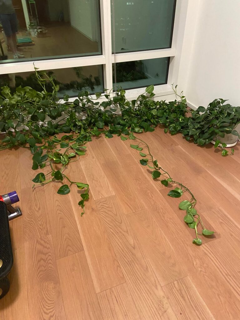 It took 3 hours, but I finally finished gathering up my 40ft long pothos plant and moved him to our new home!