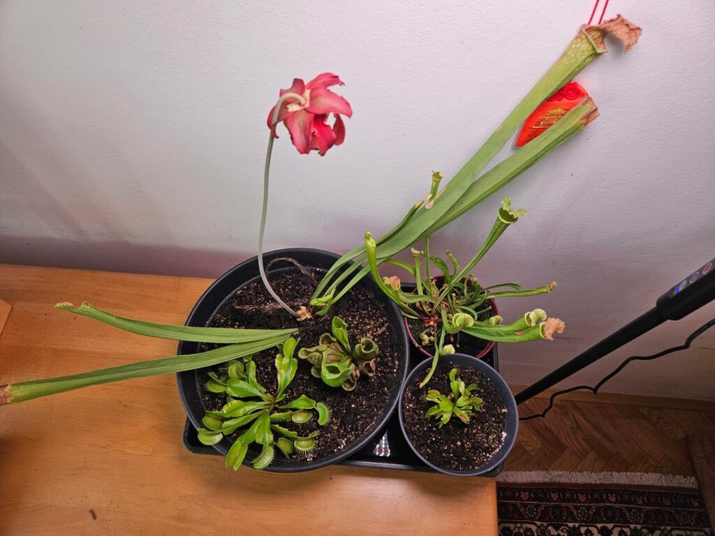 My little setup (blooming)
