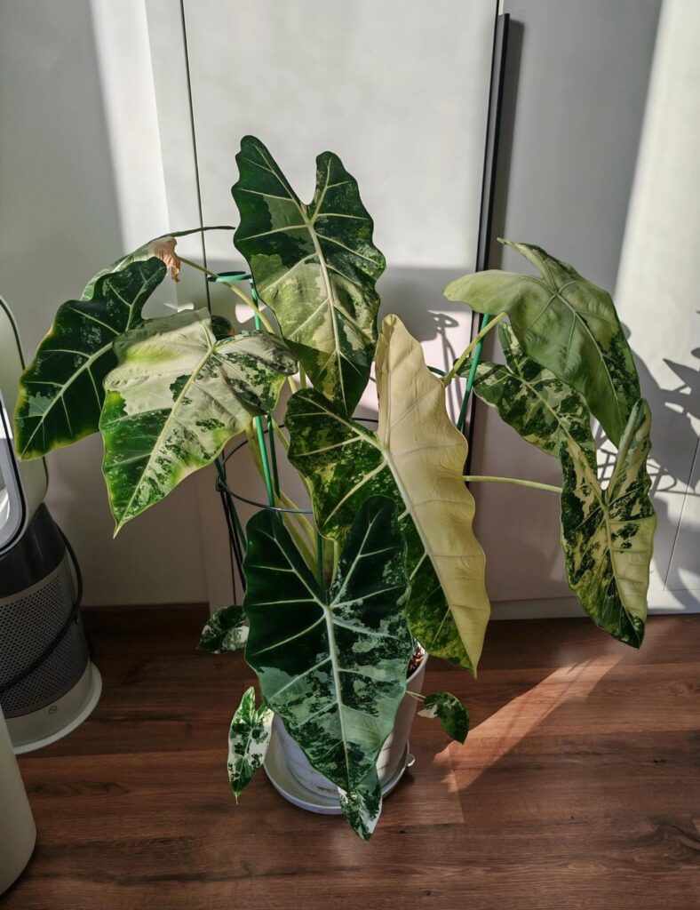 My girl went from fighting pests to striking poses