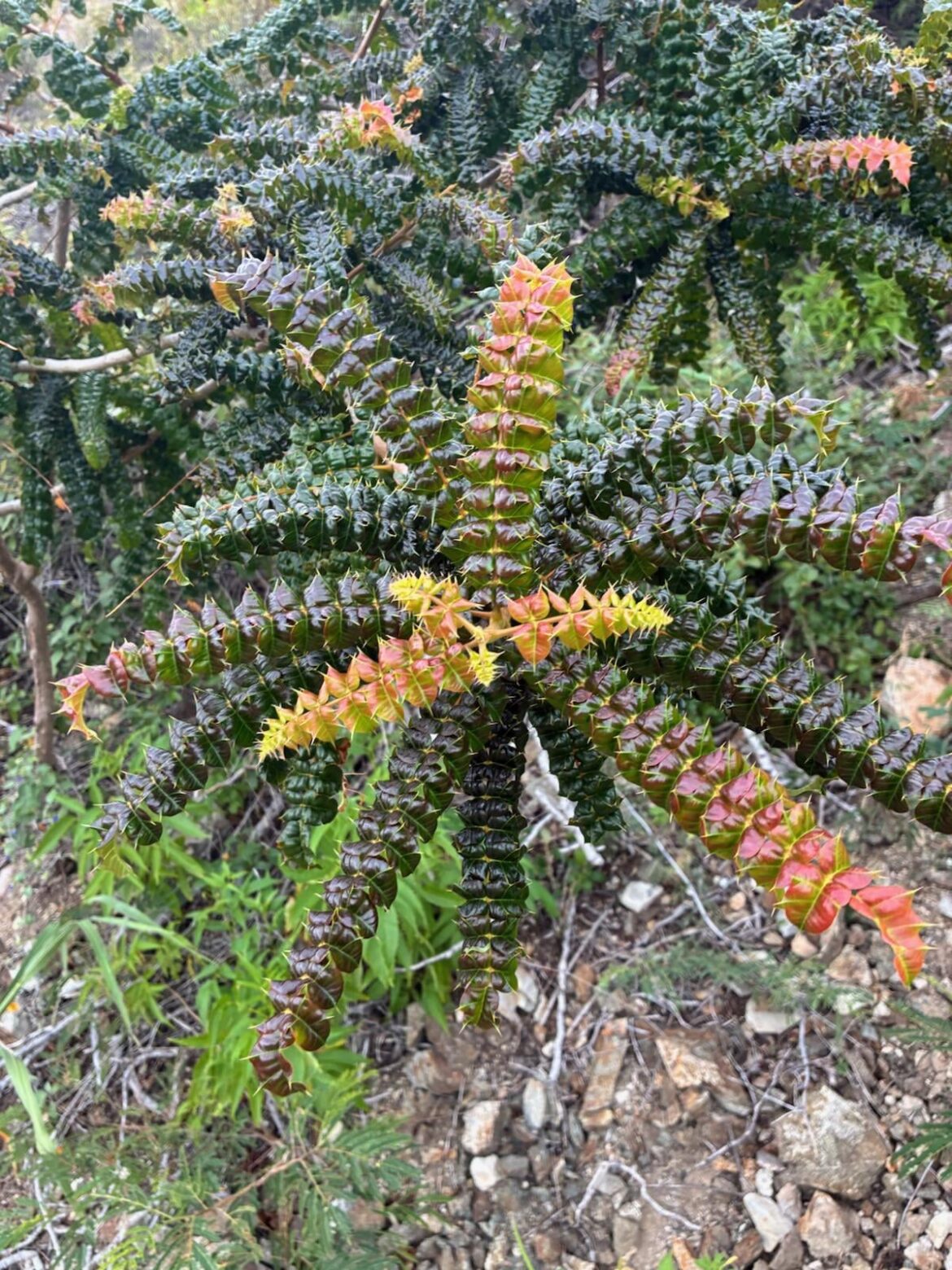 What is the strange spiney thing??