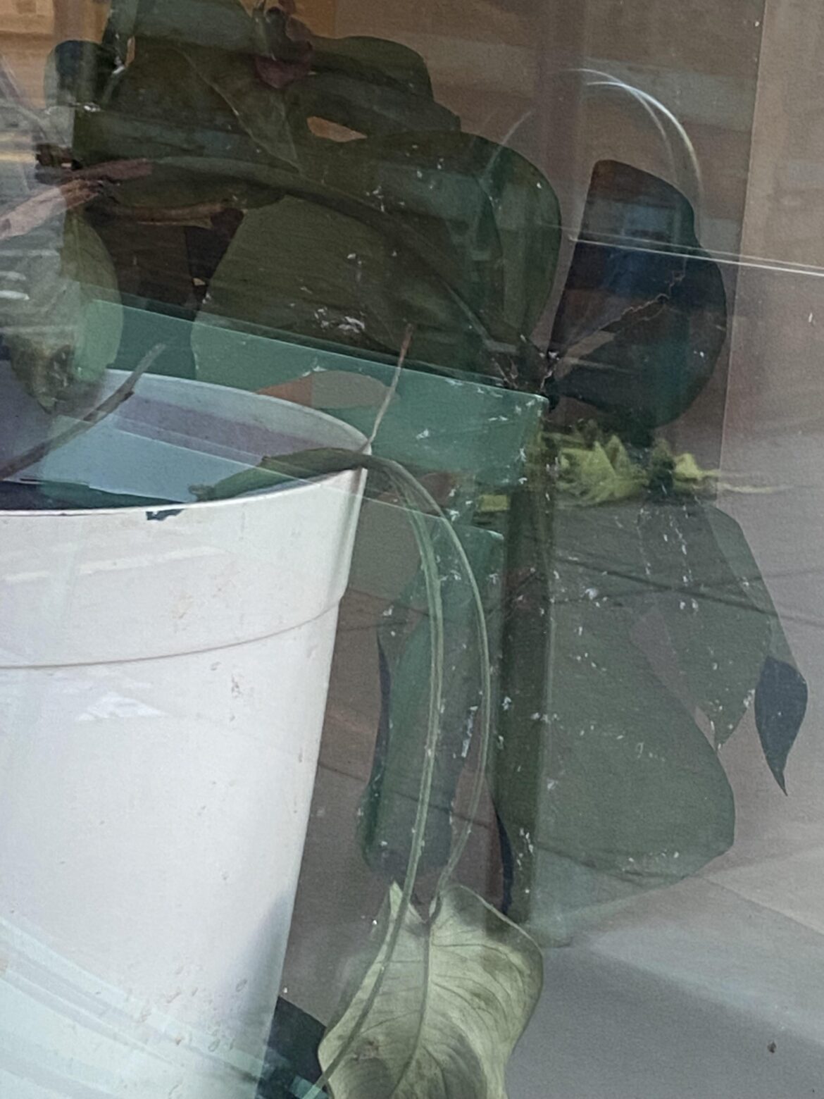 walked into a breakfast spot with a monstera in the window COVERED in thrips, now i’m scared to walk into my house incase theres some attached to me. am i overreacting? walked into a breakfast spot with a monstera in the window COVERED in thrips, now i’m scared to walk into my house incase theres some attached to me. am i overreacting?