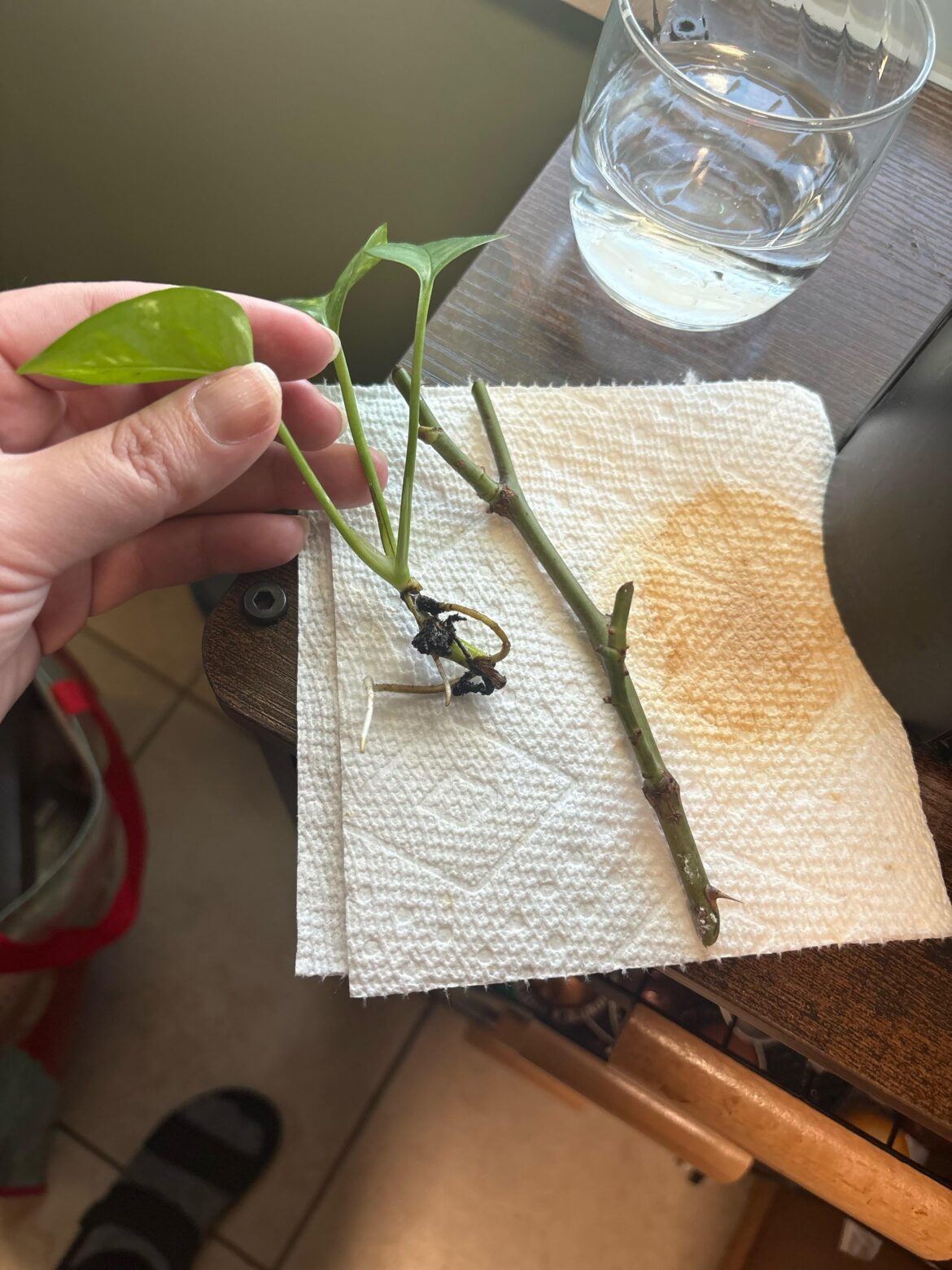 Rose propagation