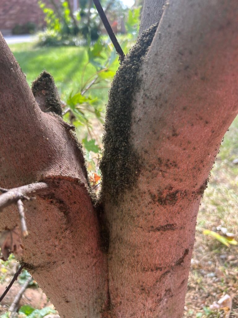 Insane aphid infestation (I think)