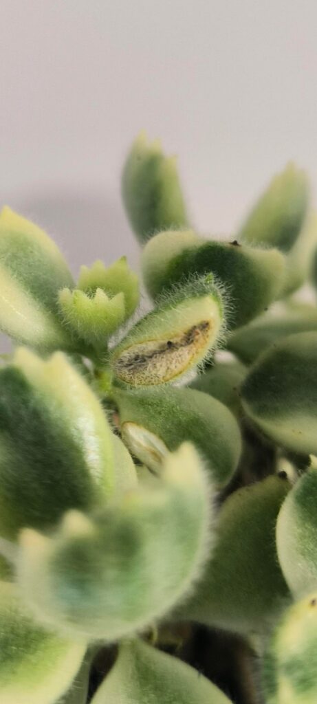 What's eating my bear's paw plant?