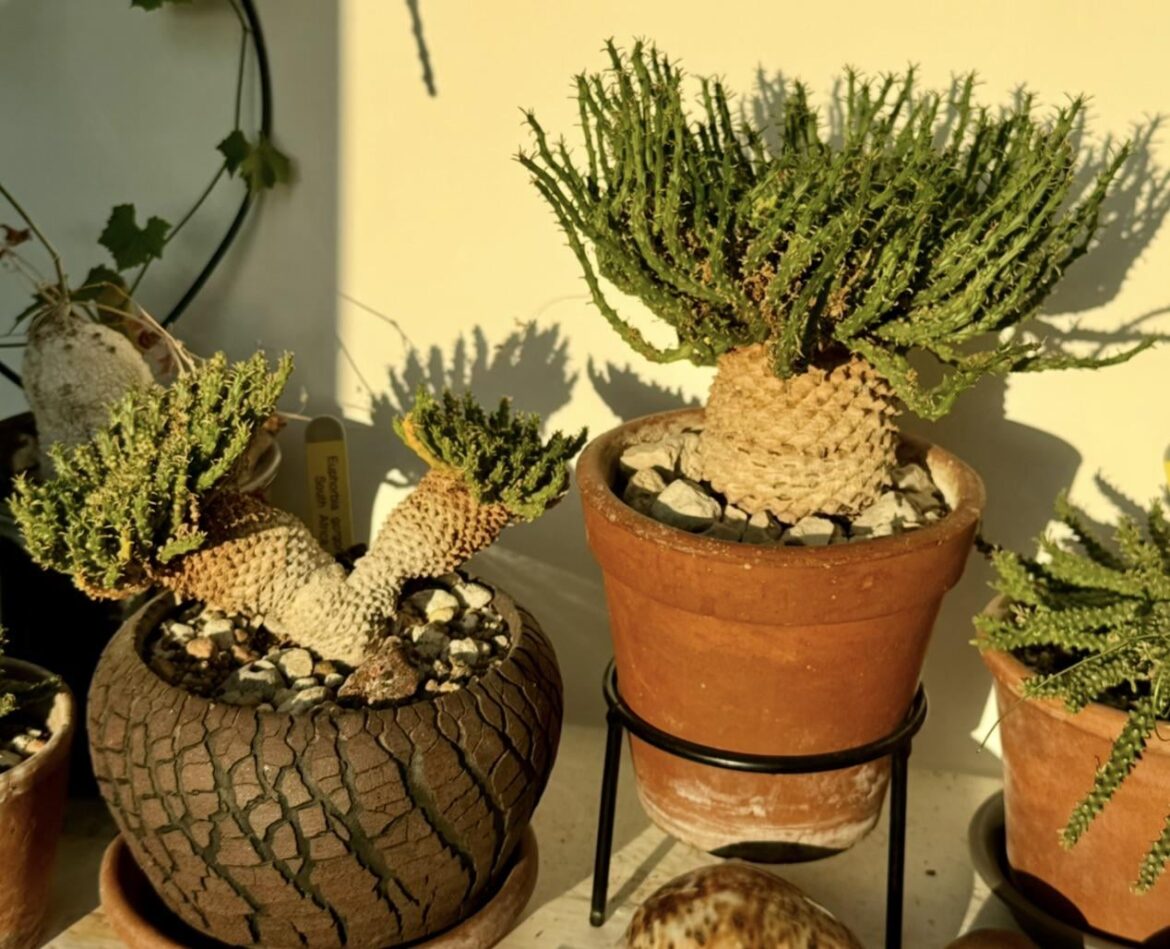 Gorgonis and flanaganii