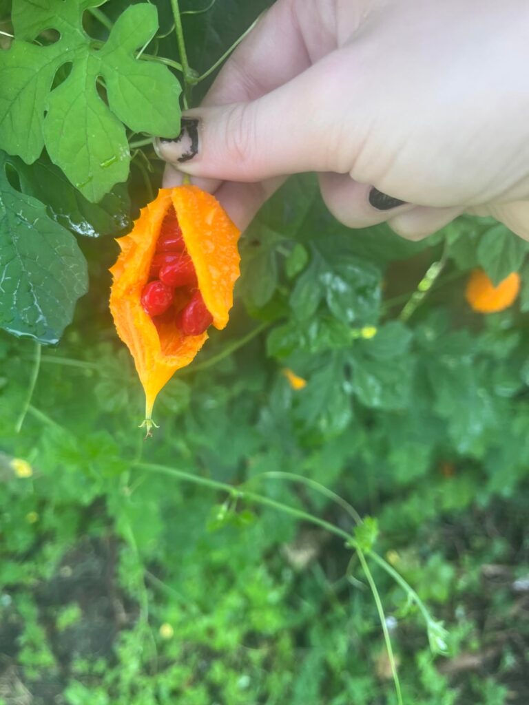 fruiting vine in central FL