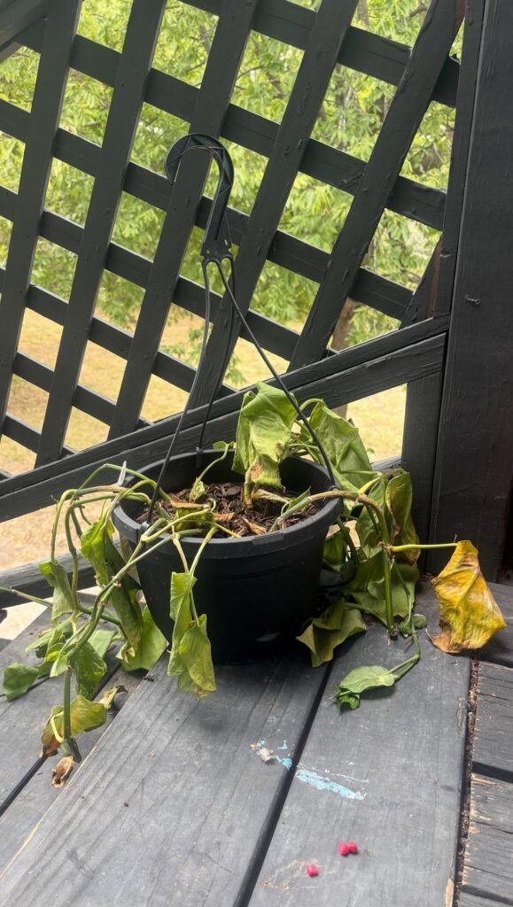 August 26th my bestfriend drop her freaking dead plant off at my house (first picture). And the last picture what she looks like tonight!