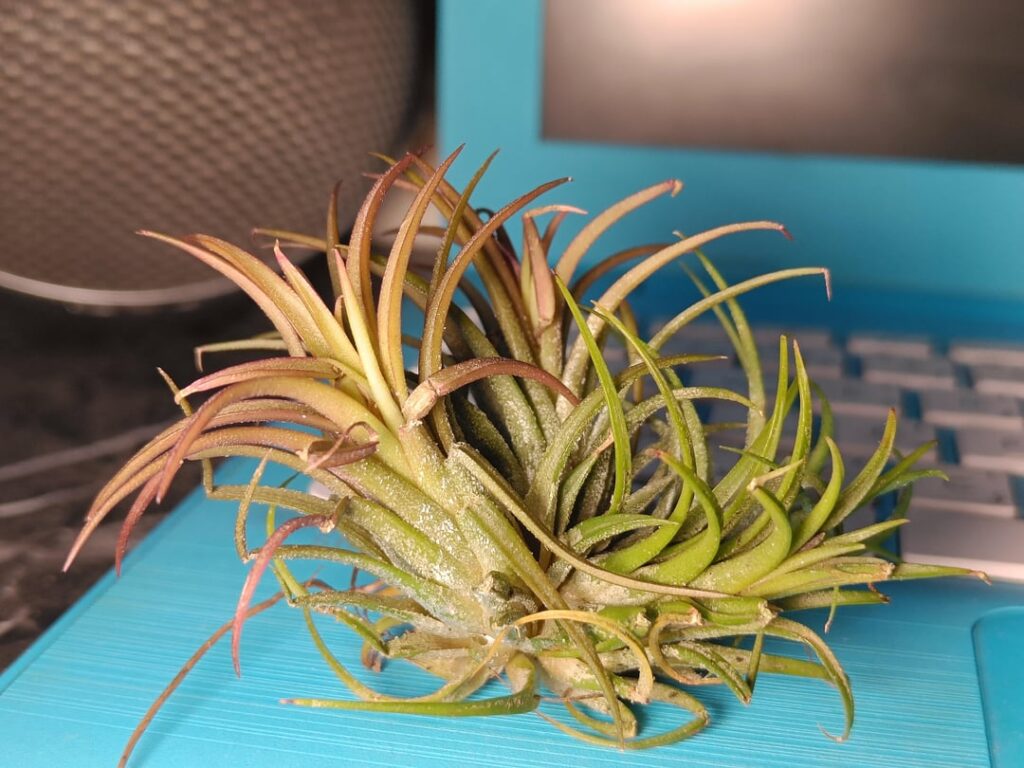 My first airplant(is this healthy bunch) My first airplant(is this healthy bunch)