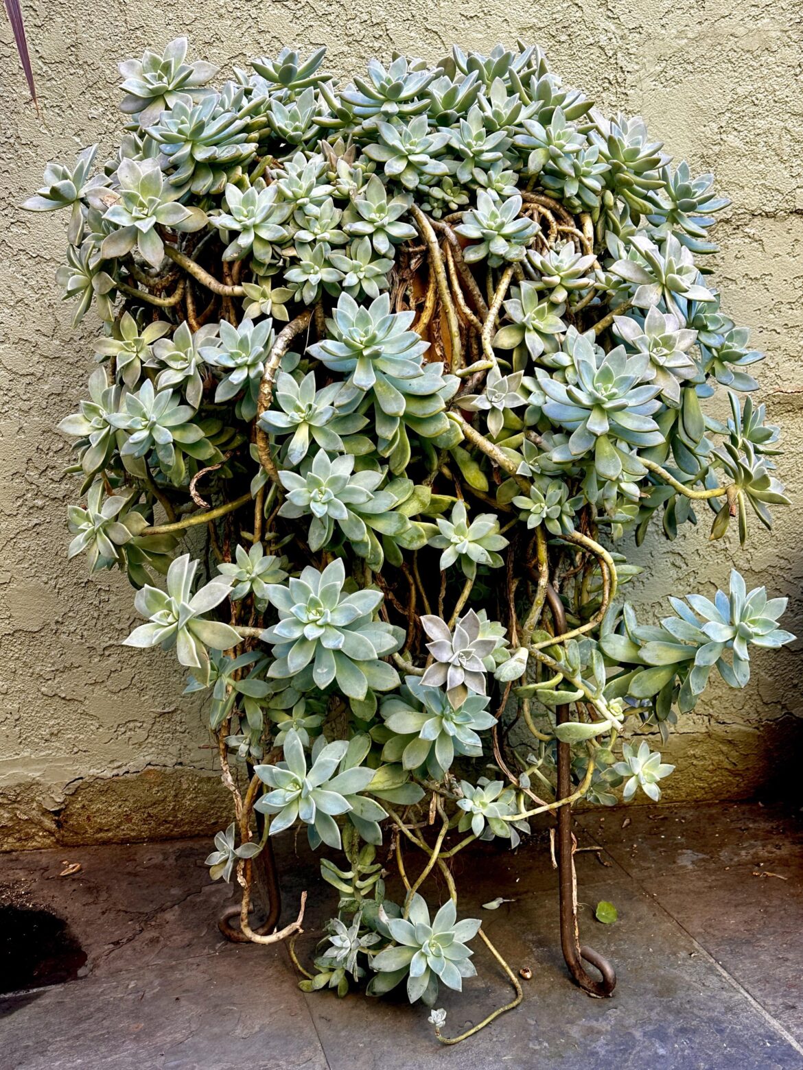 Enjoying my Graptopetalum paraguayens