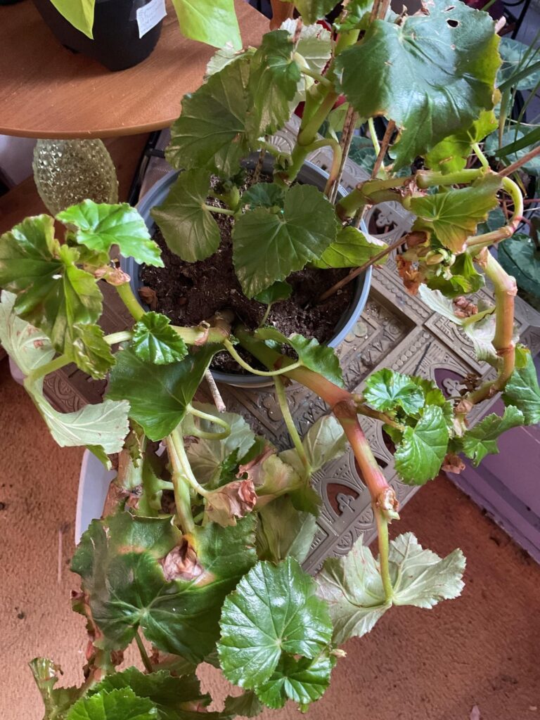 Please help me keep her. Can she be propagated?