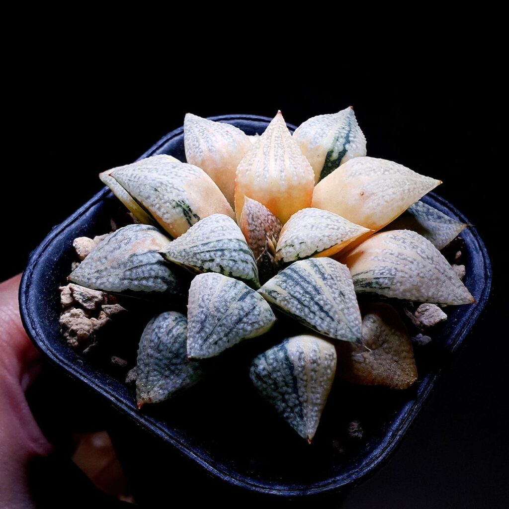 Haworthia Splendens 'White Silver' Seedgrown Variegated