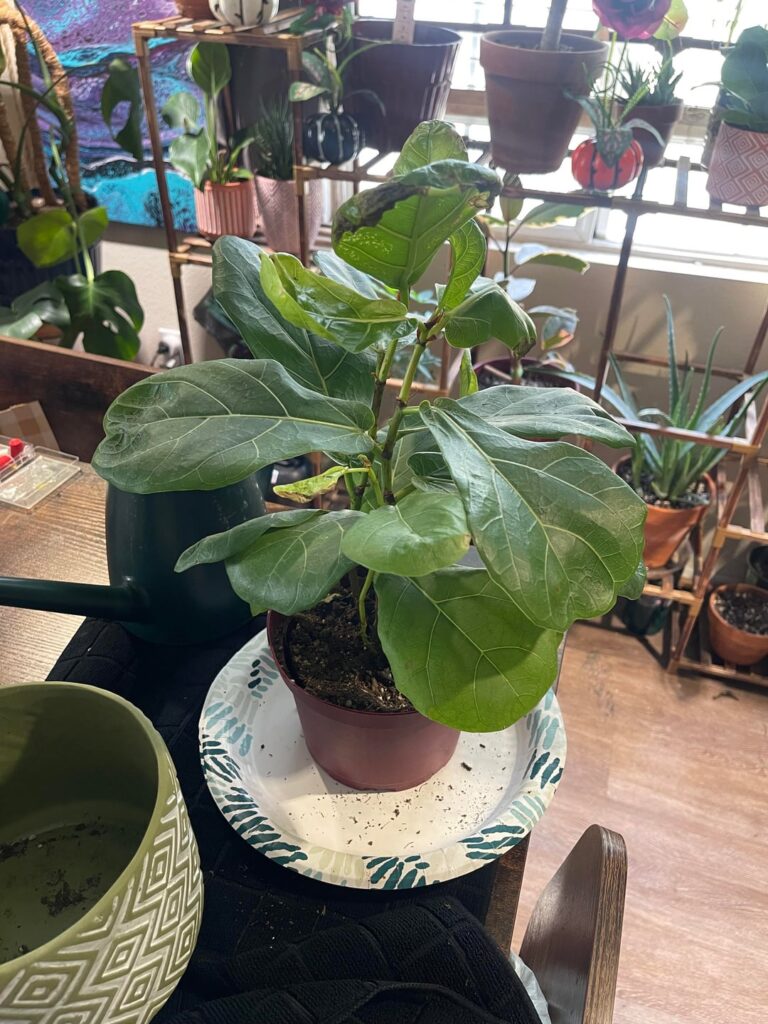 Fiddle rescue advice