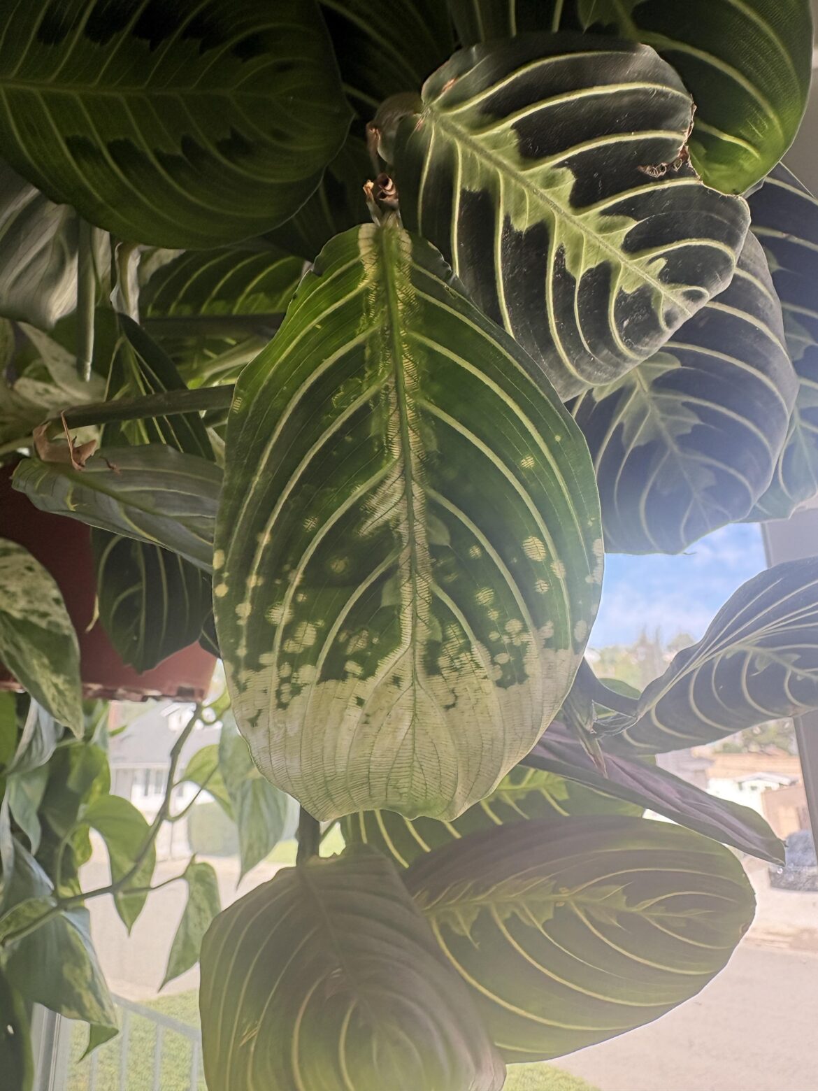Prayer Plant Leaf