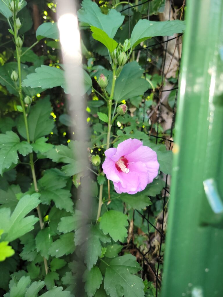 Found growing in my michigan compost