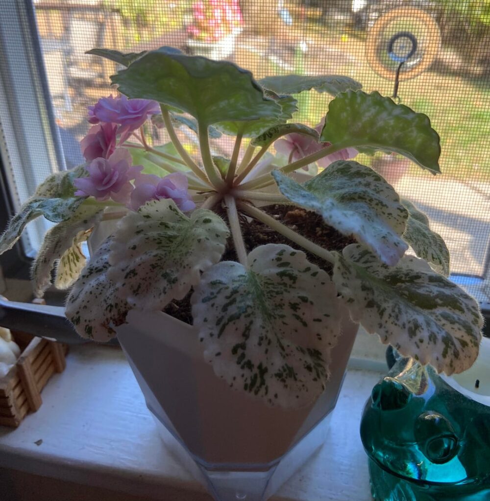 Time to repot?