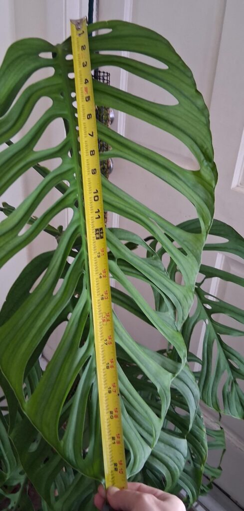 This leaf is.... larger then I was expecting 😅 🍃