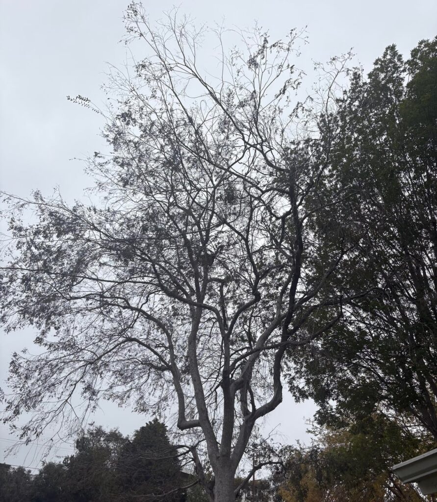 My Chinese Elm and its unfortunate decline