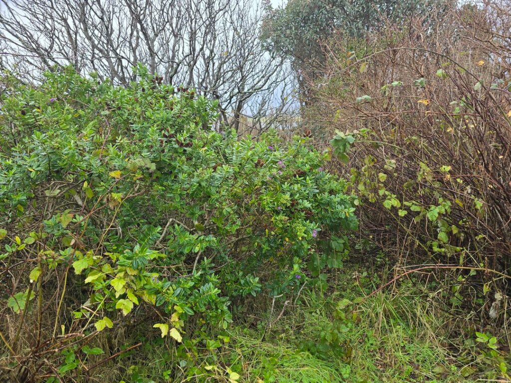 New owner to old garden! So much restoration ahead