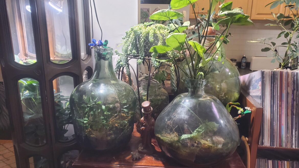 A few 5 year old jars in my collection. Along with other plants.