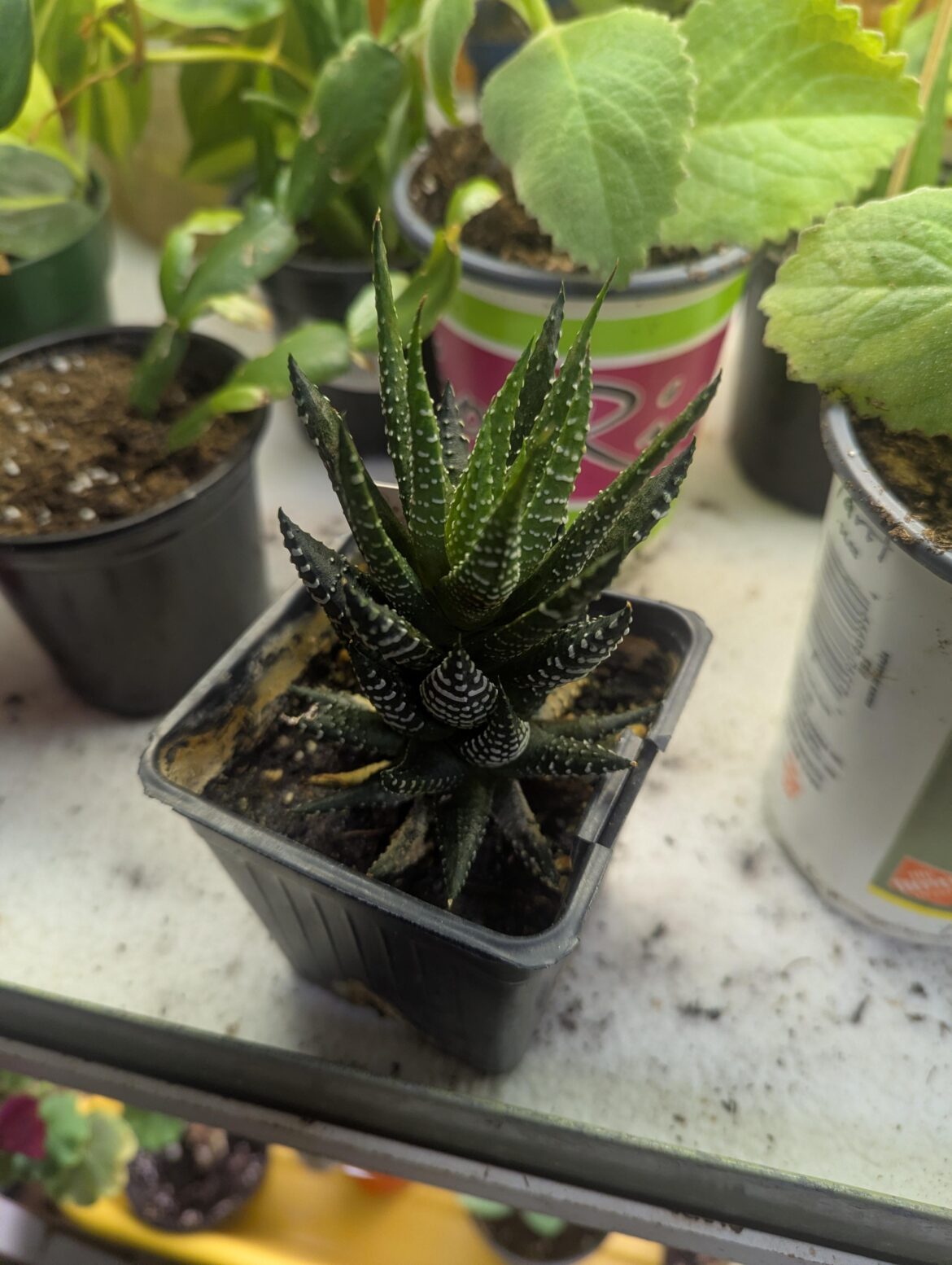 What is this plant my friend gave me, a seculent aloe looking plant