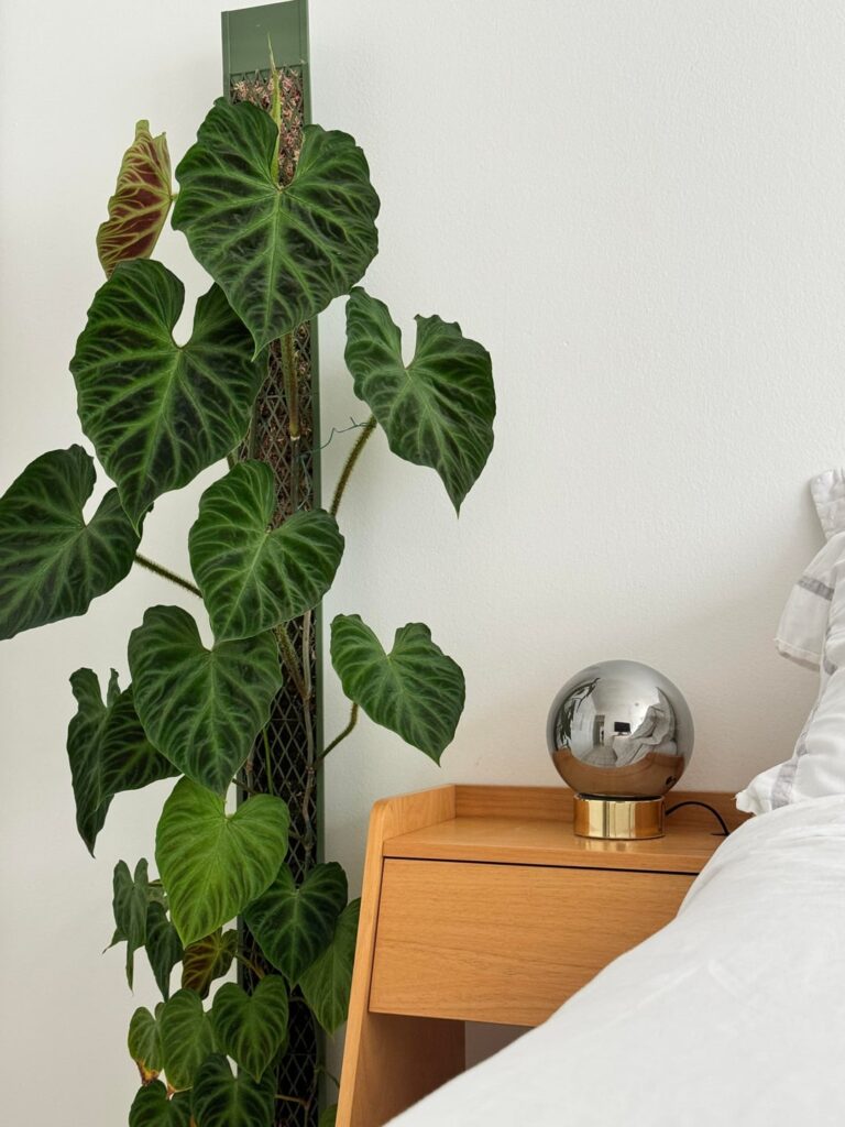 Philodendron verrucosum