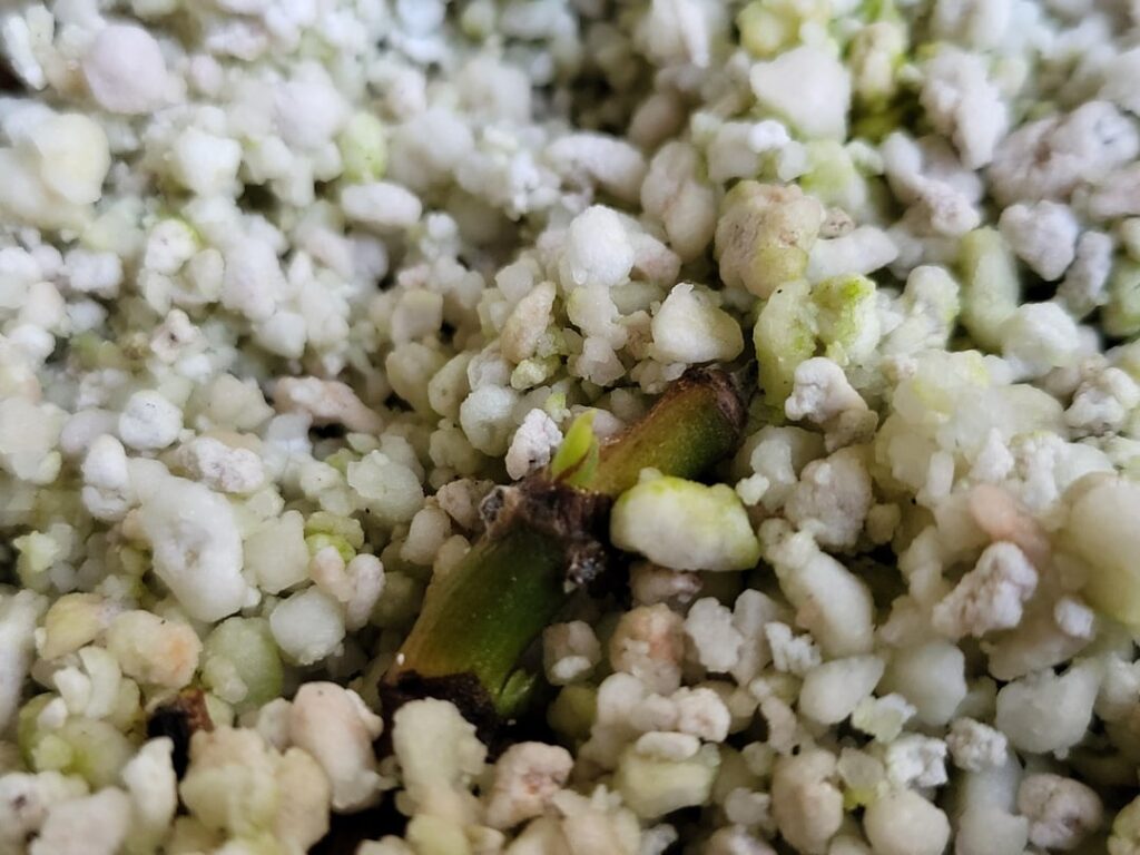 How it started, where I'm now (Arrowhead/Syngonium)