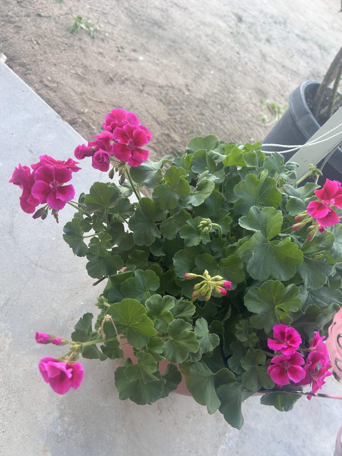 What’s your favorite color of 🌺 💐🌸🌹🌻🥀