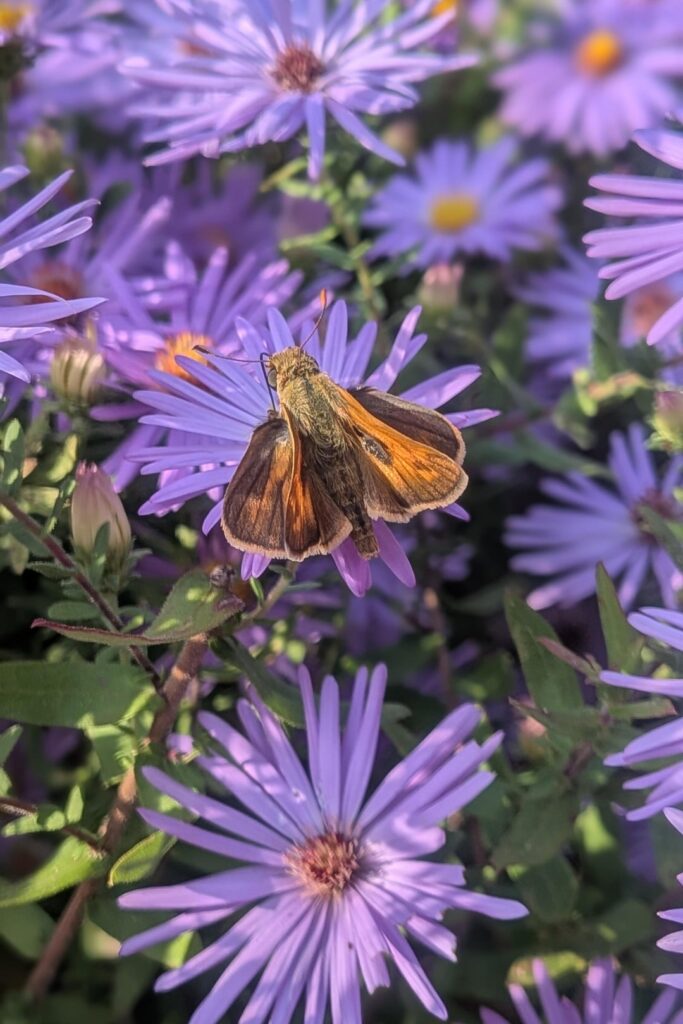 Aromatic Aster friends