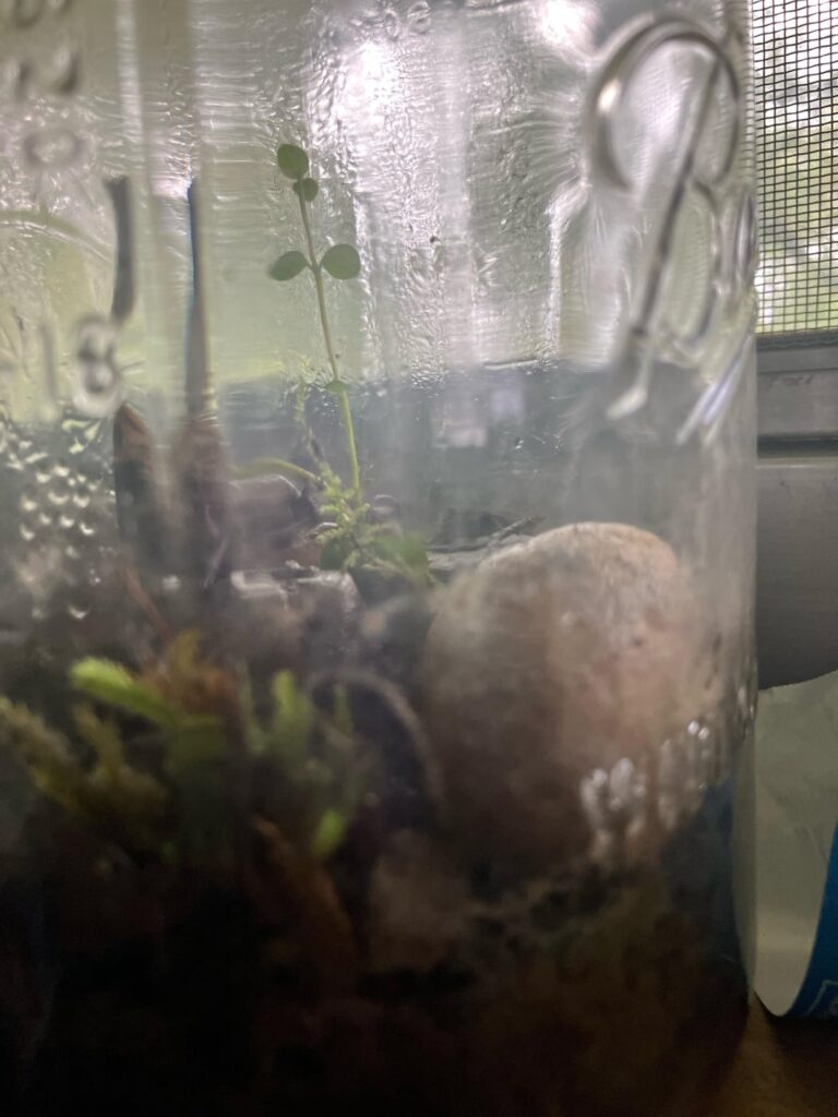 Is my creeping jenny etiolated or is it just tall?