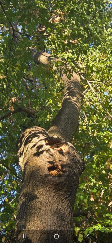 Felling a tree in my backyard… or not? Felling a tree in my backyard... or not?