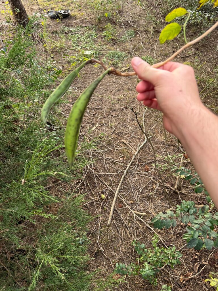 Found two different plants in east TN, near a lake