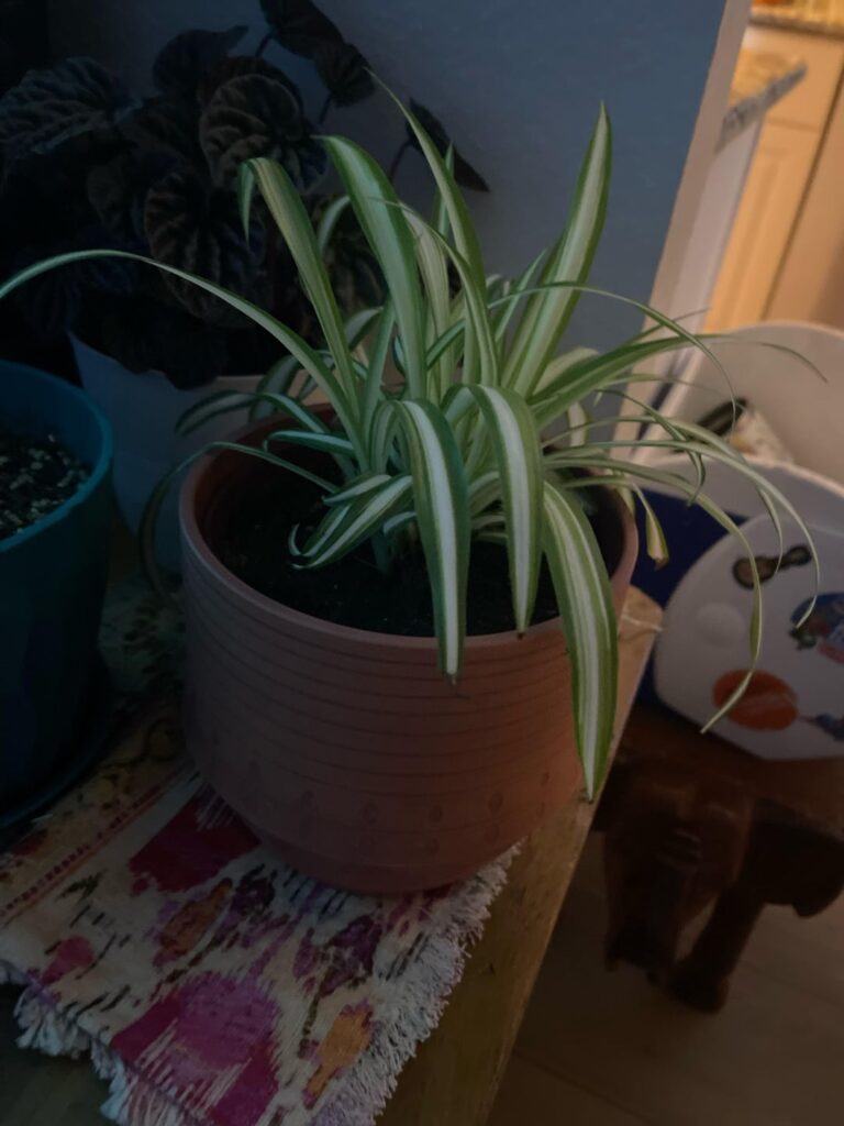 Anyone ever buy a houseplant only to find a way better one growing in their yard?