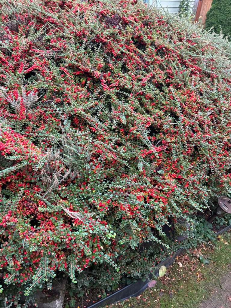 Are these berries or any part of the bush toxic?
