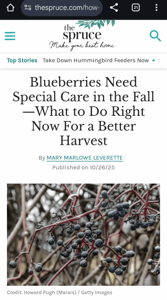 An I crazy, or are these Virginia Creeper berries in the photo?