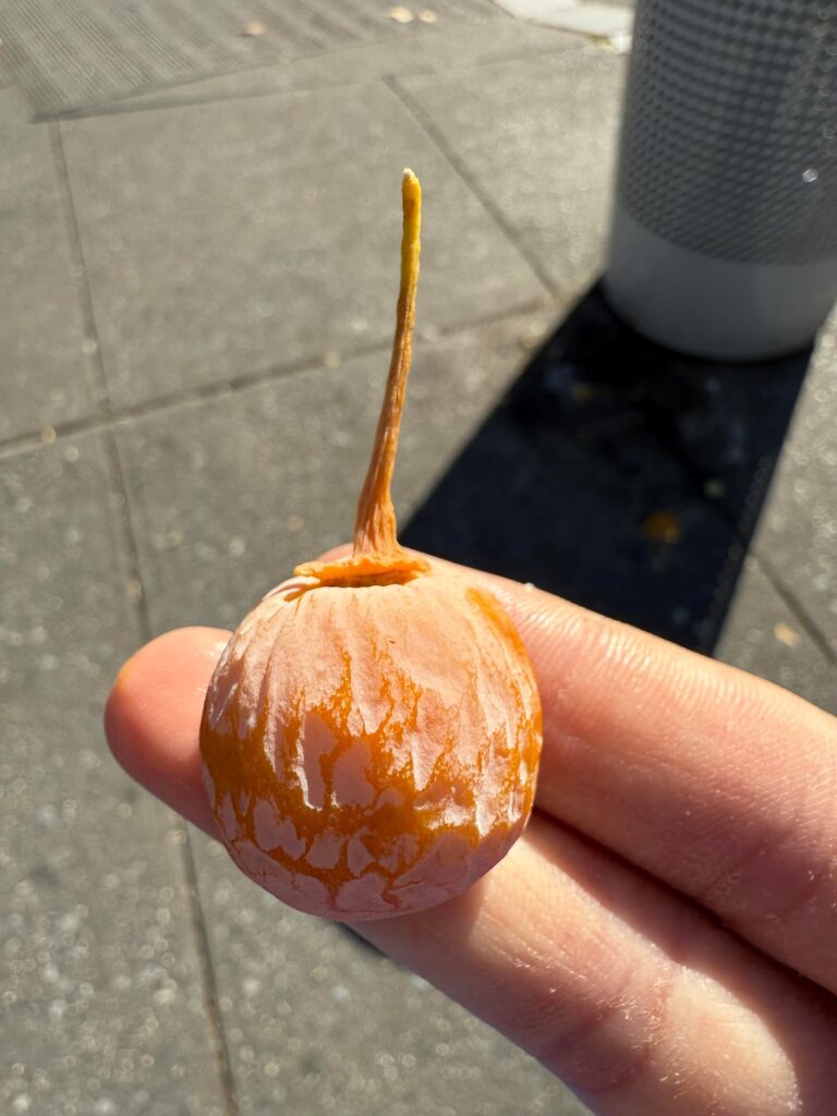 Ripe ginkgo biloba seeds are honestly so delicious looking without context