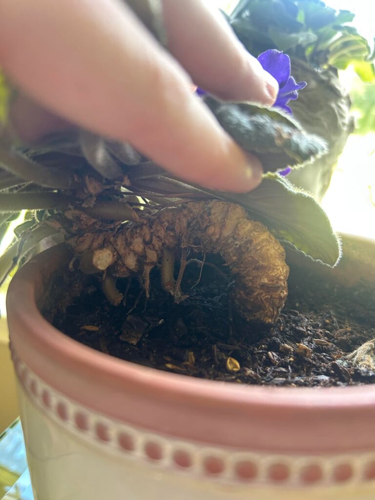 time to re-pot?