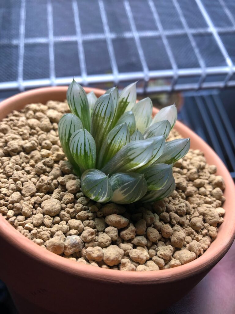 Cooperi (?) Offset ID Help