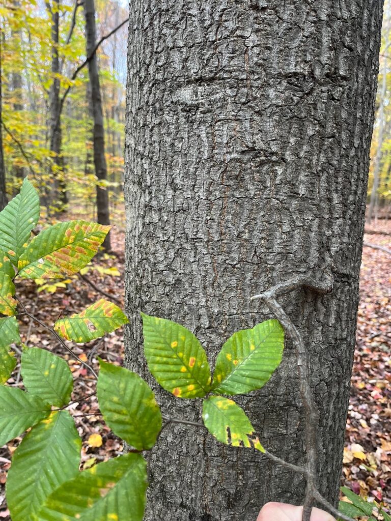 Funky Fagus G Funky Fagus G