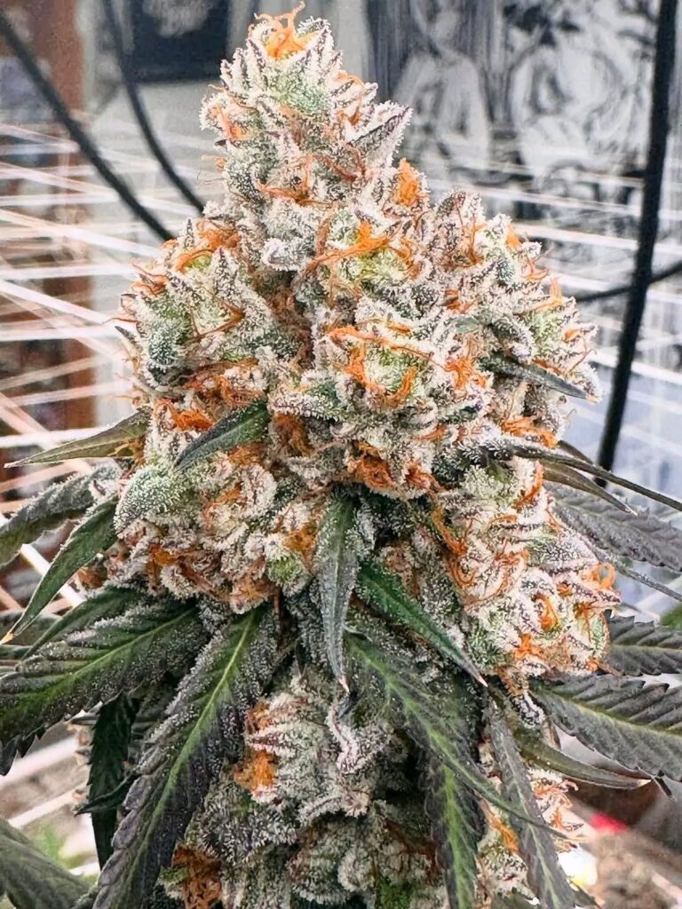 Creamsicle cake