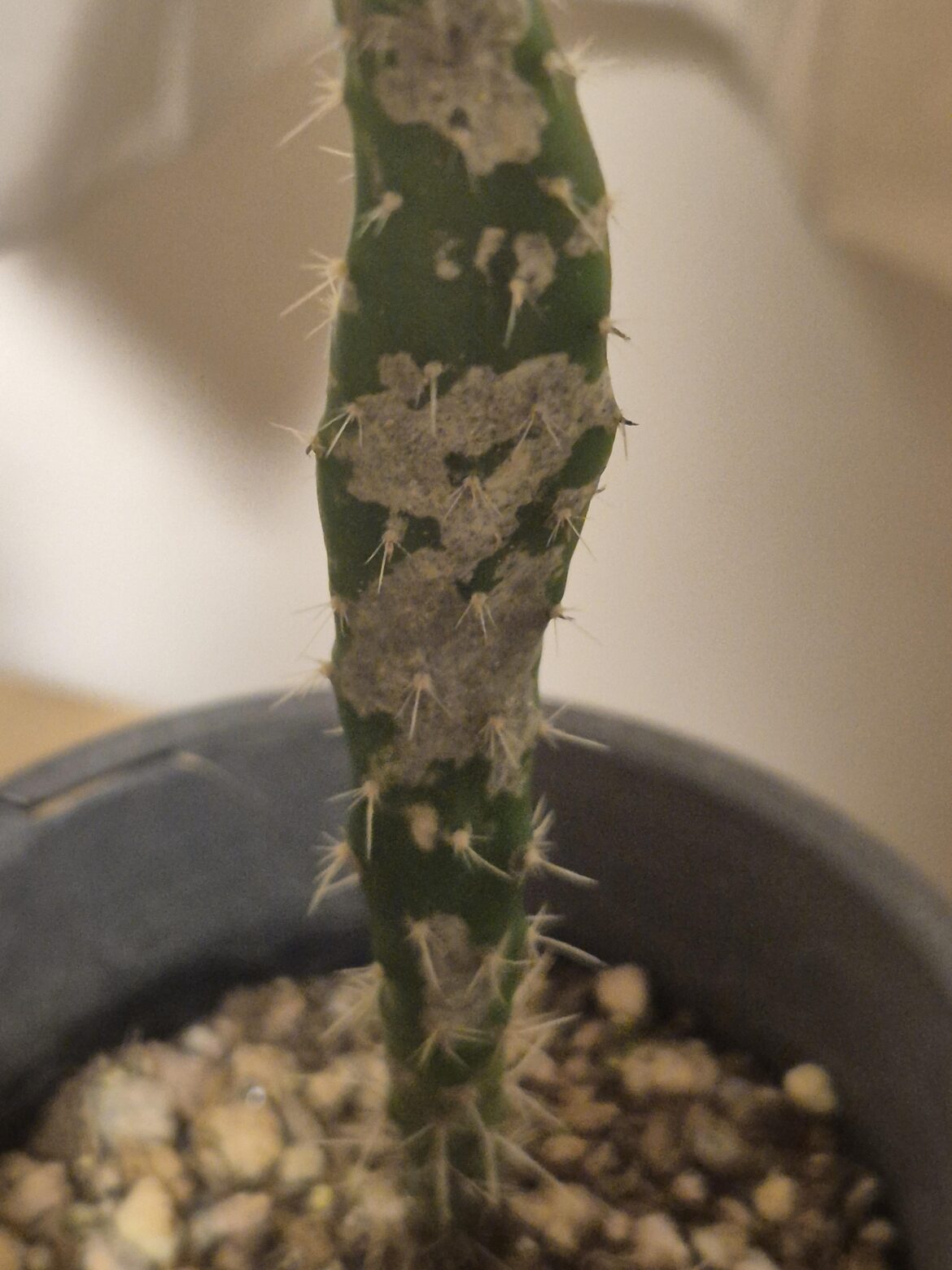 Does someone knows WTH is this?