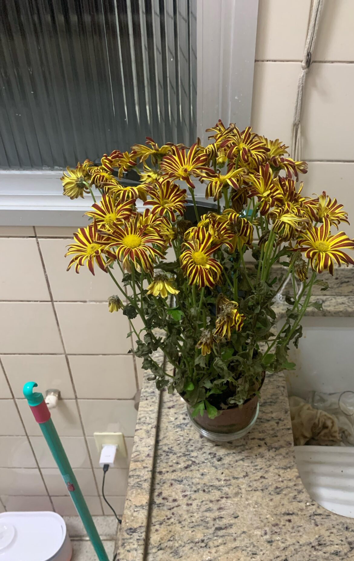 Boyfriend bought me these and I never cared for plants, how do keep it from dying? :(