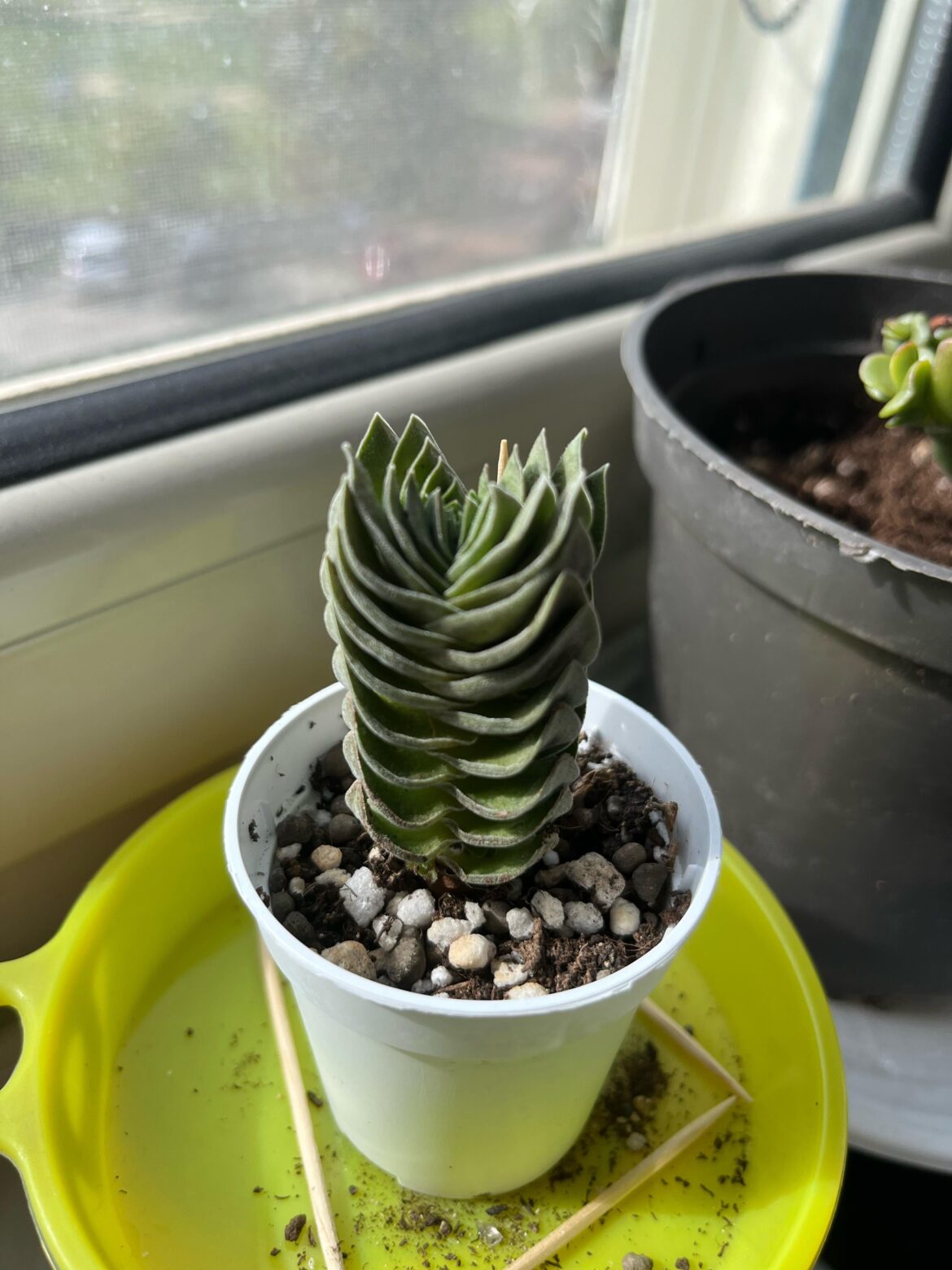 Help with crassula buddha’s temple