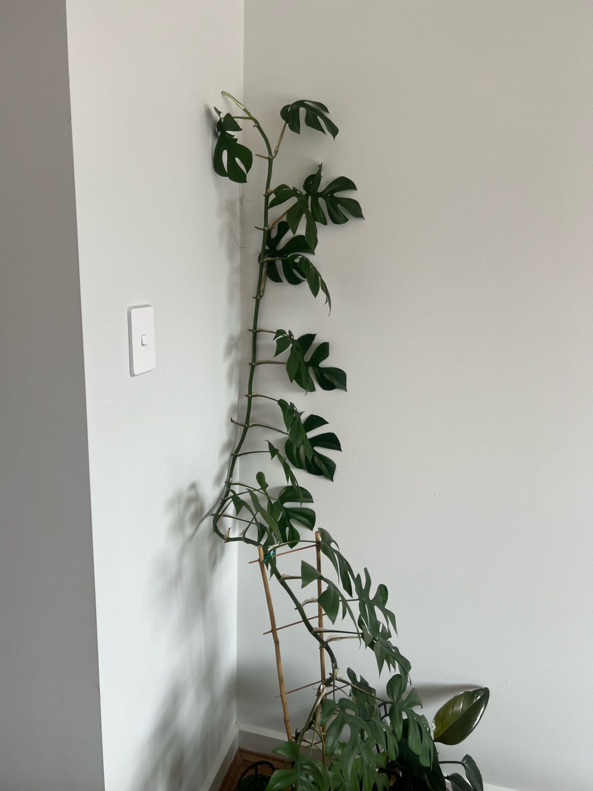 Monstera growing up wall Monstera growing up wall
