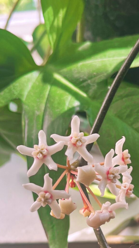 They look almost like ceramic flowers