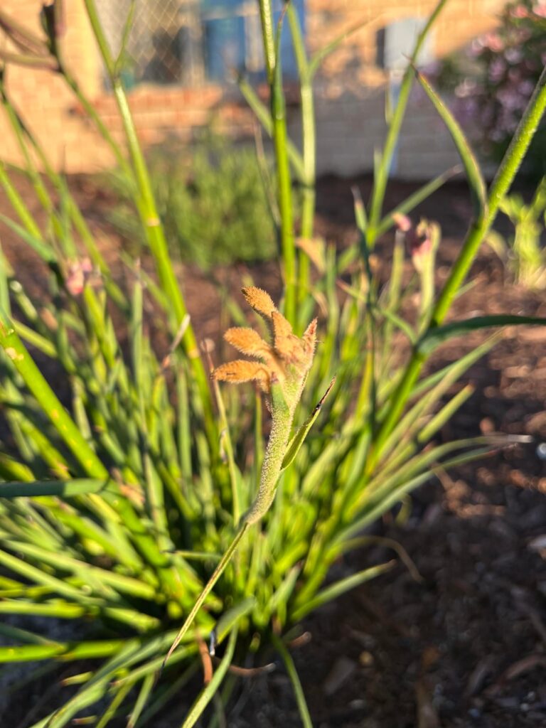 Kangaroo paw yellowing Kangaroo paw yellowing