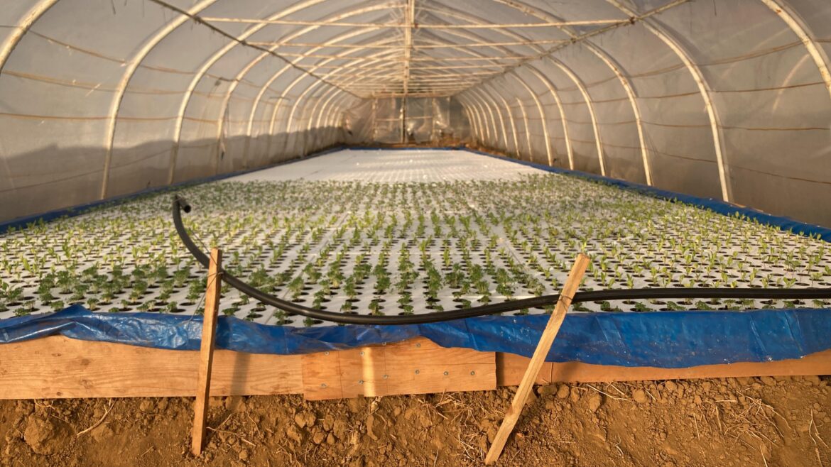 My commercial dwc system