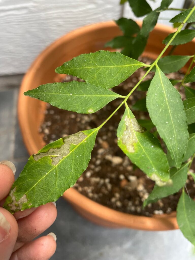 What’s eating my curry leaf?