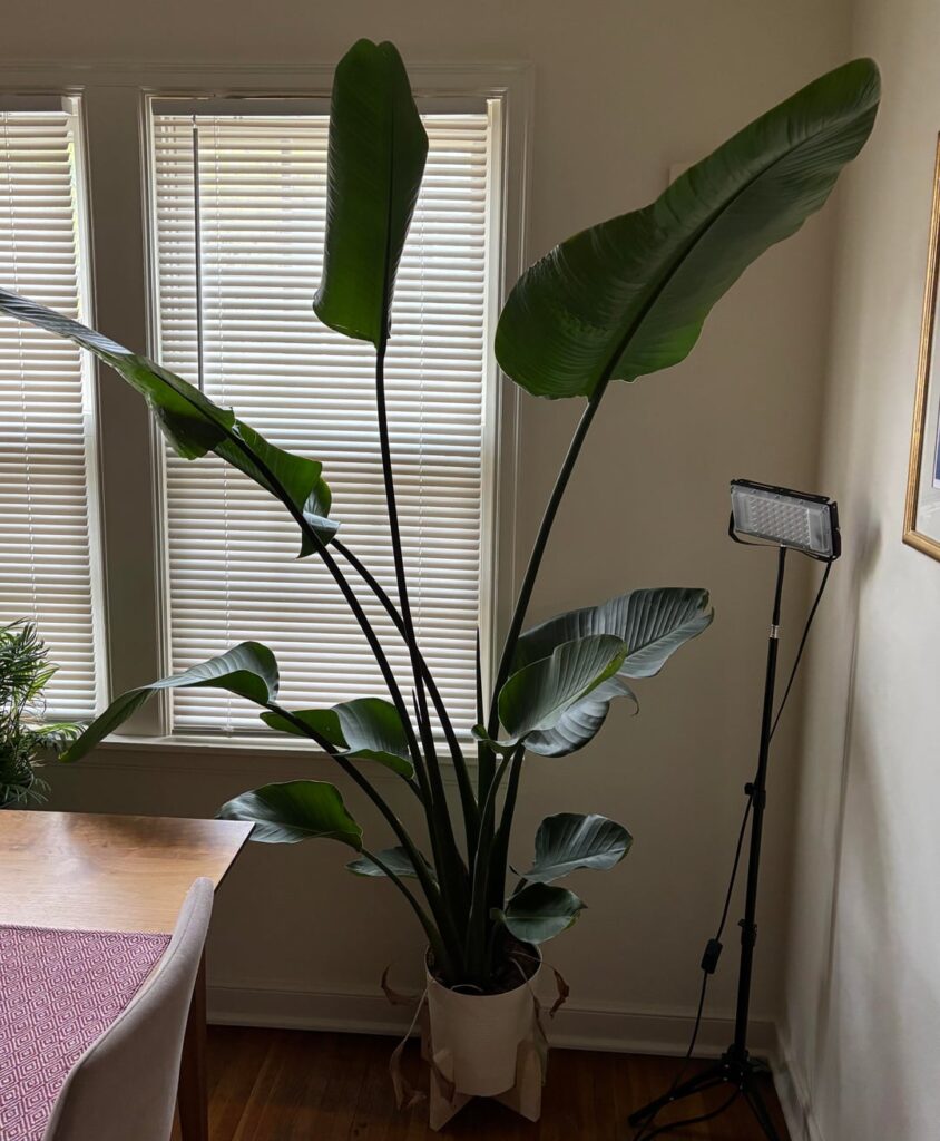 Can I brag on my plants?