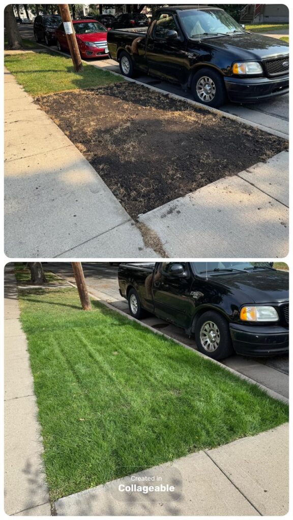 One month after my lawn renovation One month after my lawn renovation